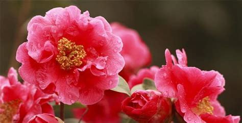 茶花 風水|茶花的寓意与象征风水（探索茶花的深层内涵）